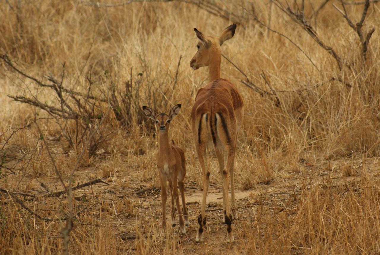 הודספרויט Mountain View Safari Lodge מראה חיצוני תמונה
